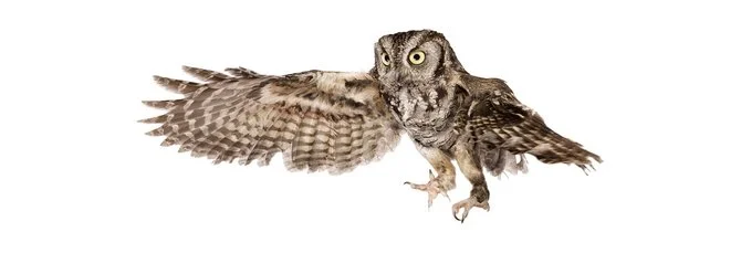 andrew-zuckerman-birds-10.jpg