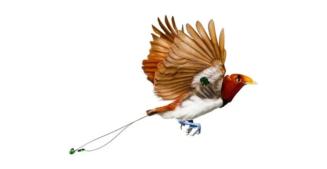 andrew-zuckerman-birds-40.jpg