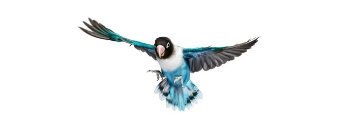 andrew-zuckerman-birds-54.jpg