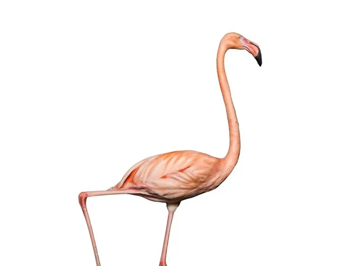 andrew-zuckerman-birds-55.jpg