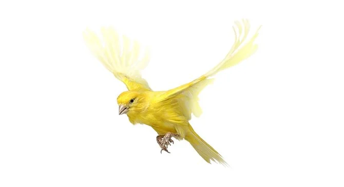 andrew-zuckerman-birds-56.jpg