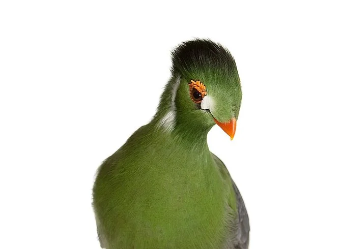 andrew-zuckerman-birds-73.jpg
