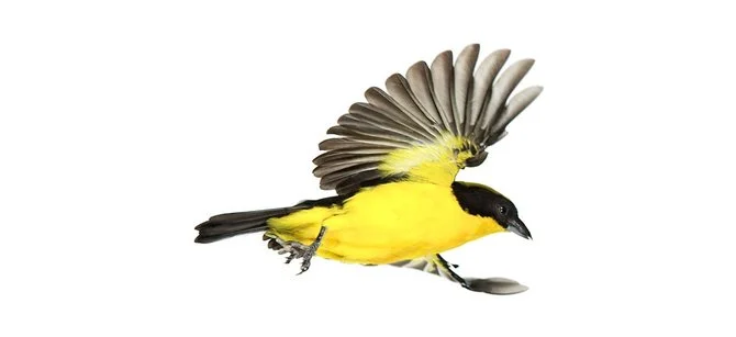 andrew-zuckerman-birds-75.jpg