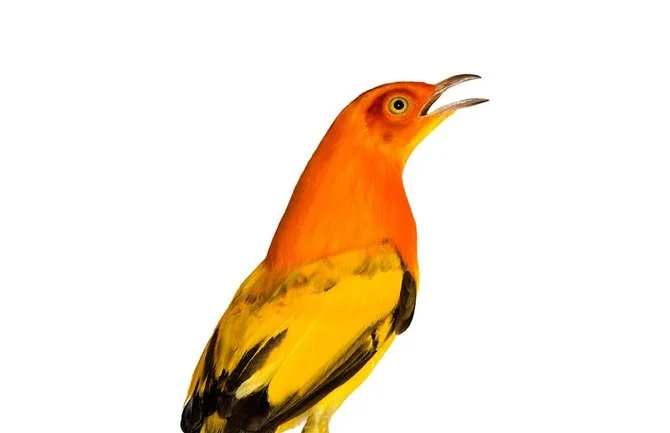 andrew-zuckerman-birds-77.jpg