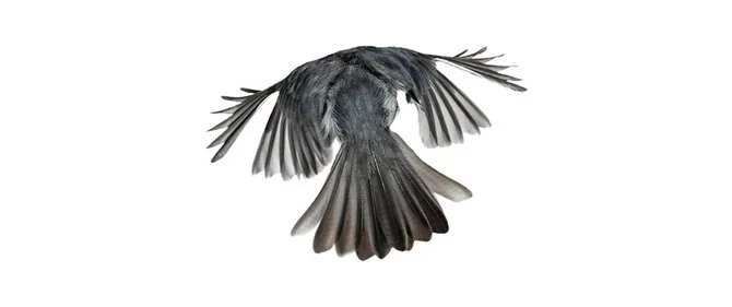 andrew-zuckerman-birds-82.jpg