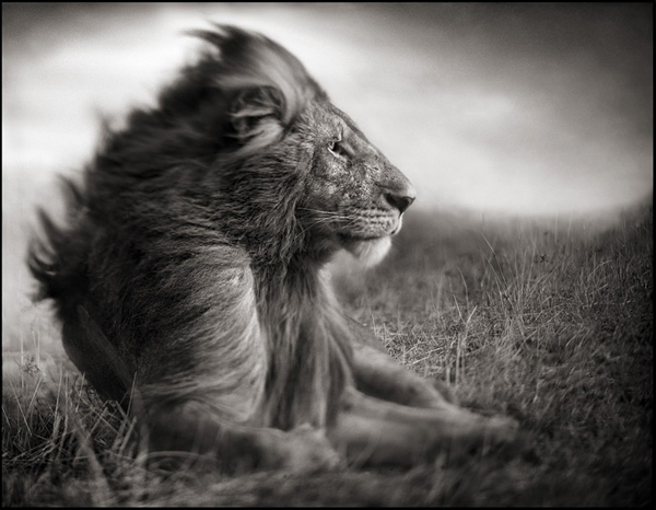 nick-brandt15.jpg