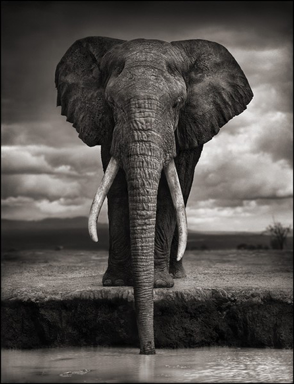 nick-brandt09.jpg
