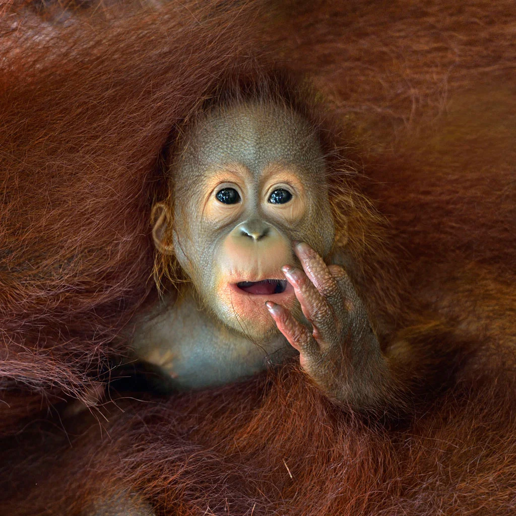 © Chin Boon Leng, Singapore, 1st place, Singapore National Award, 2014 Sony World Photography Awards