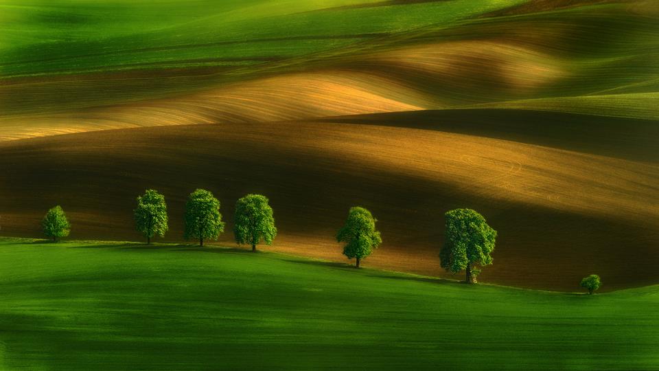 Moravian Chestnuts -  Pawel Kucharski.jpg