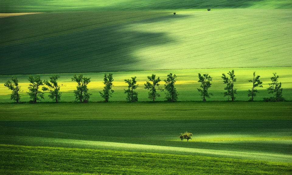 The Green Meeting... -  Pawel Kucharski.jpg