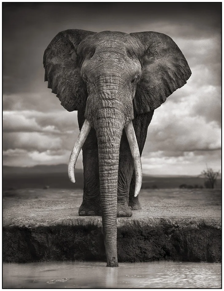 Elephant Drinking, Amboseli 2007 © Nick Brandt