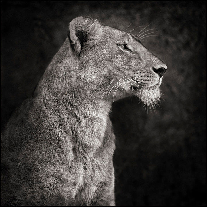 Portrait of Lioness Against Rock, Serengeti, 2007