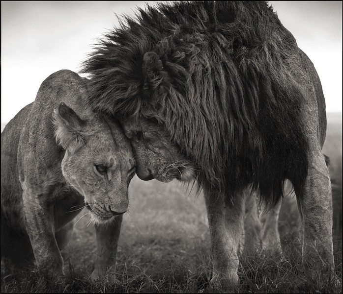 Lions Head to Head, Masai Mara 2008