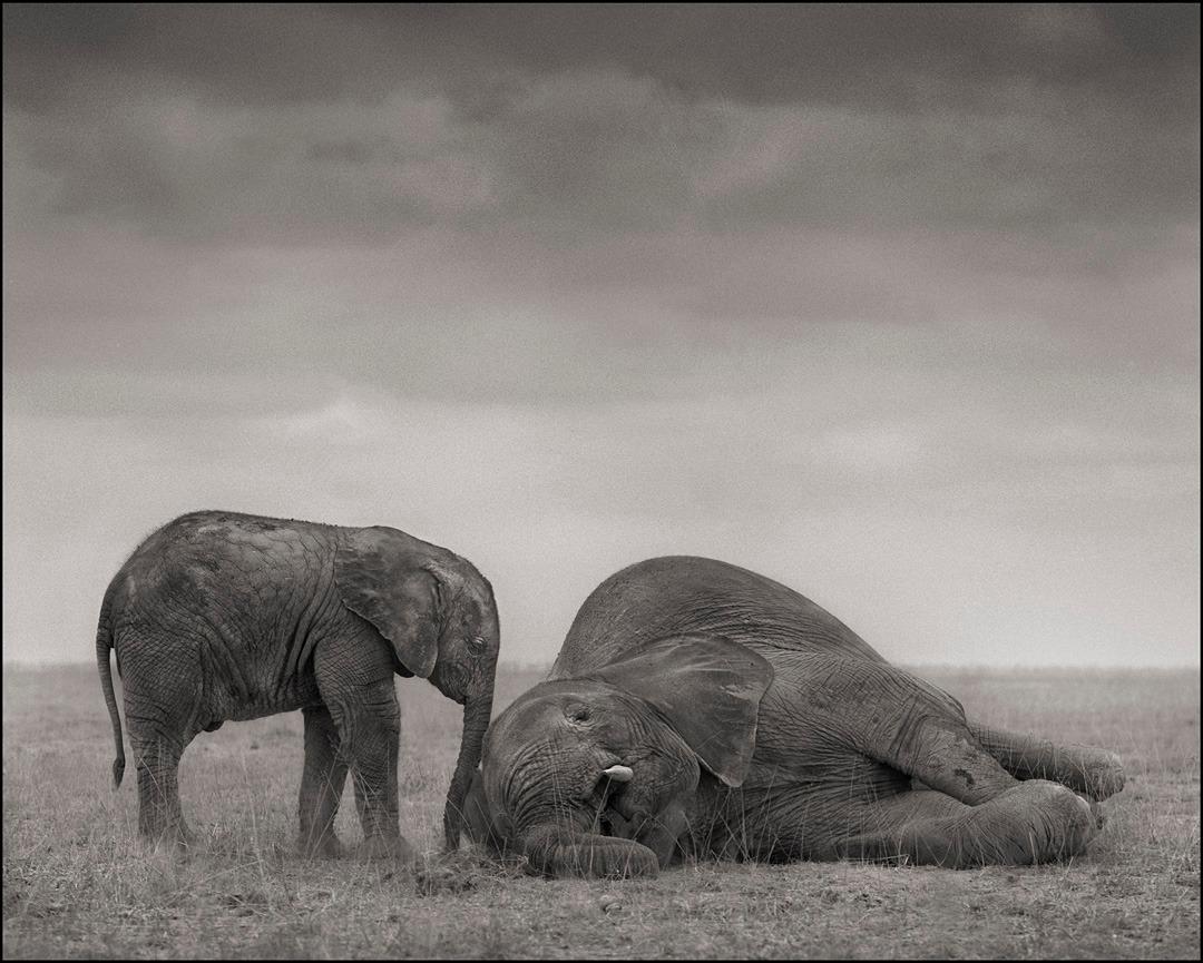 The Two Elephants, Amboseli, 2012