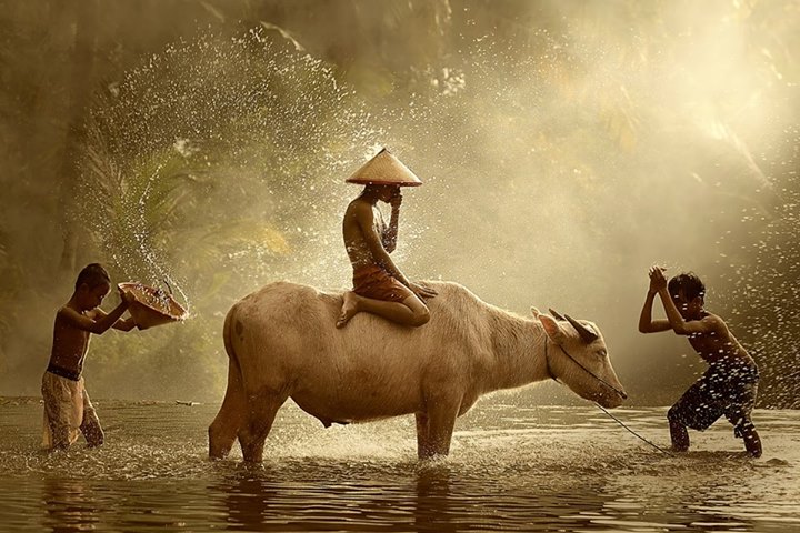Water Buffalo by Vichaya Pop