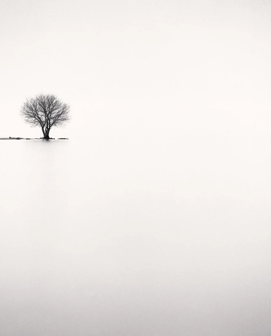 Michael Kenna - Biwa Lake Tree, Study 2, Omi, Honshu, Japan, 2002