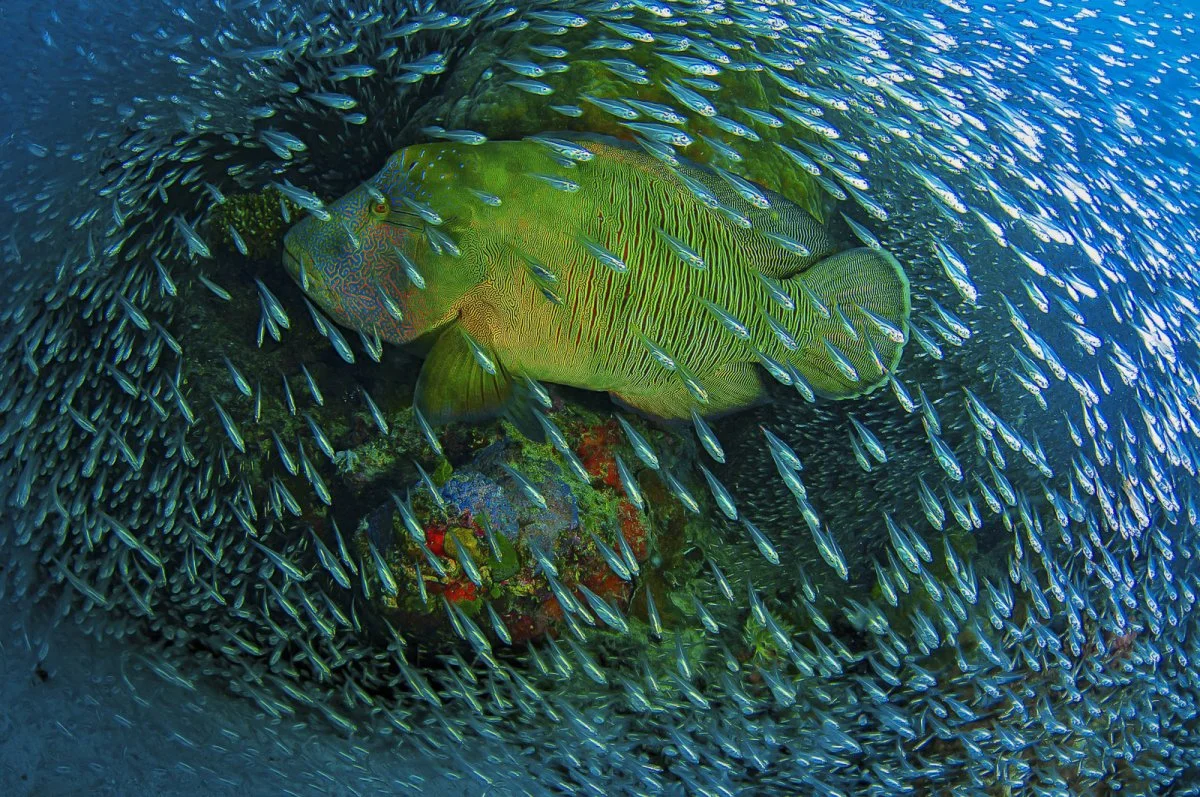 Honorable Mention, Nature Glass Fish Christian Miller, Cairns, Great Barrier Reef, Flynn Reef, Australia
