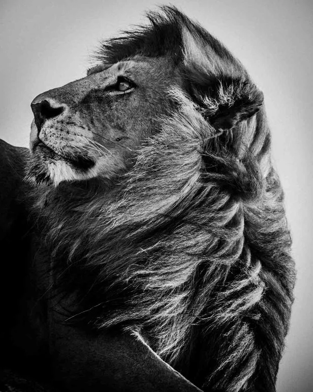 Black and White Wildlife Portraits by Laurent Baheux