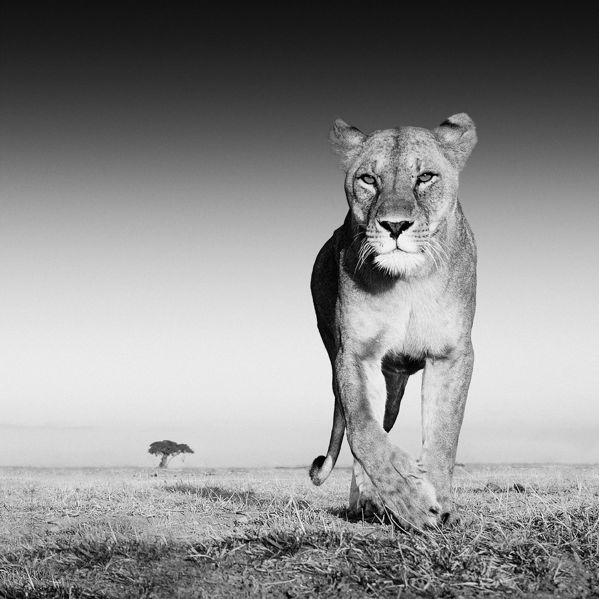 David Yarrow - The Prize, Amboseli, Kenya, 2012.