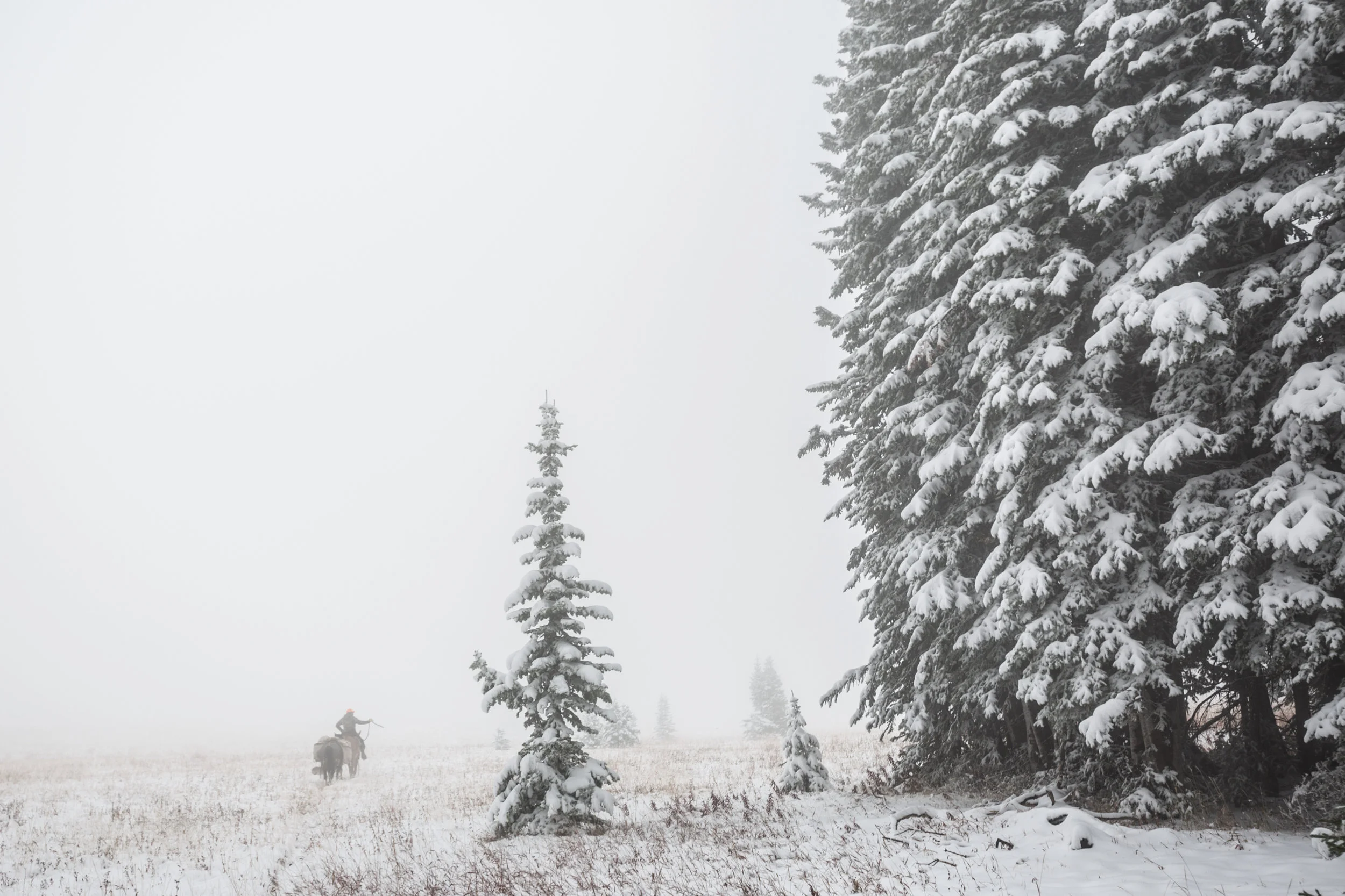 Teton_Moose_15.jpg