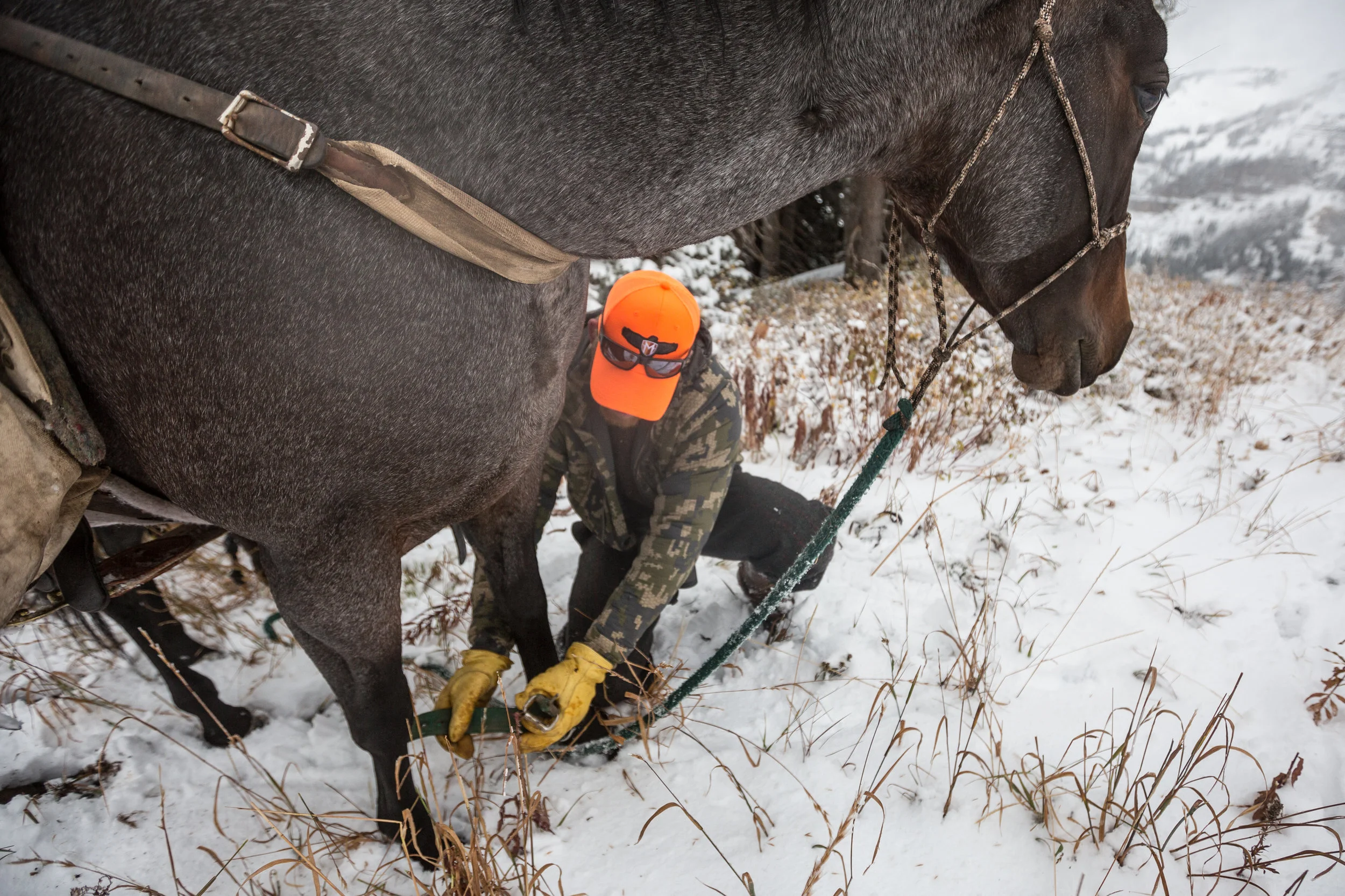 Teton_Moose_21.jpg