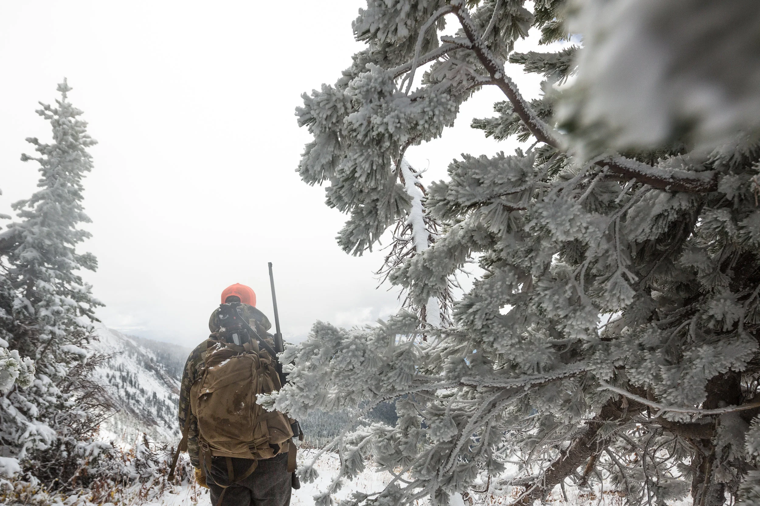 Teton_Moose_27.jpg