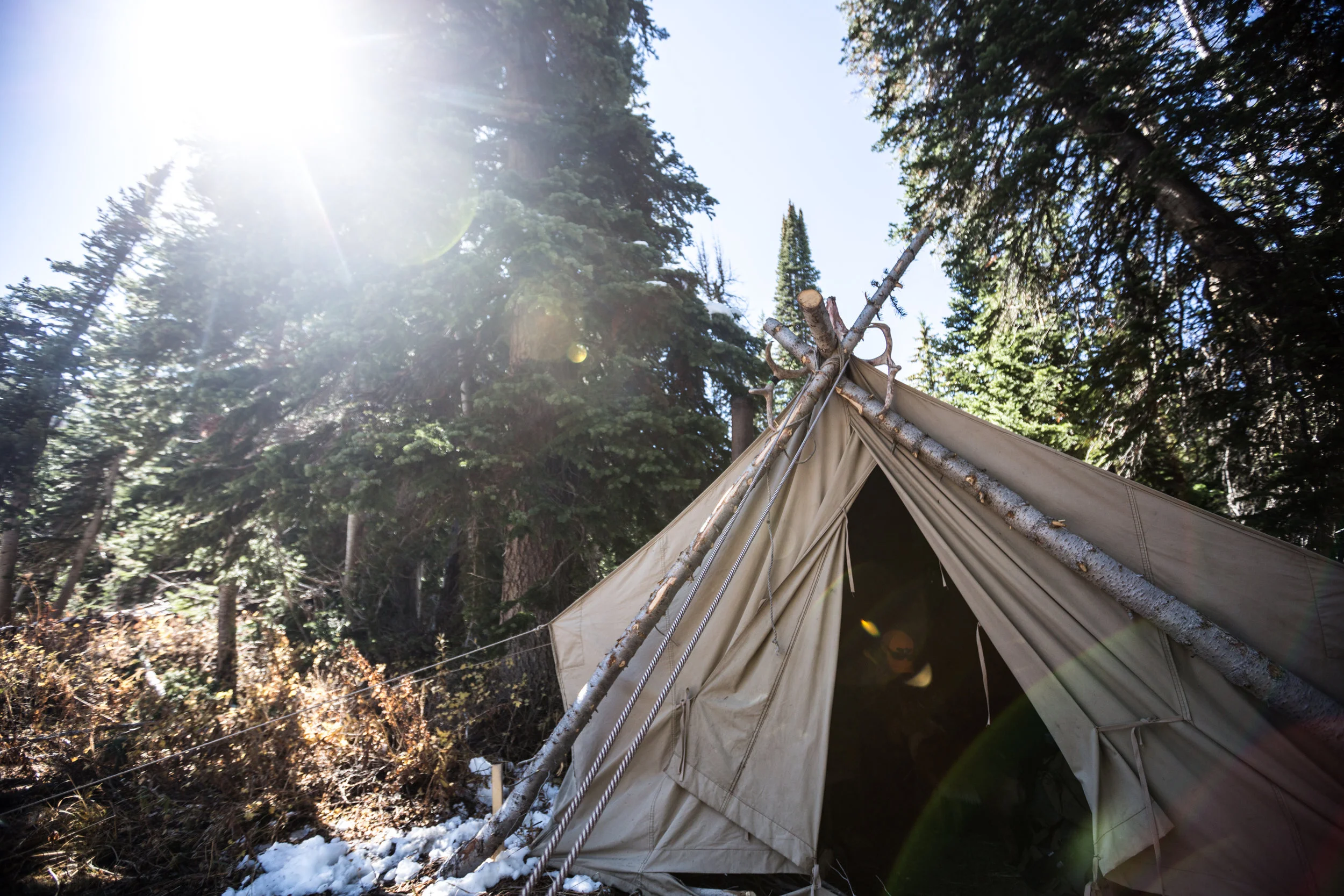Teton_Moose_46.jpg
