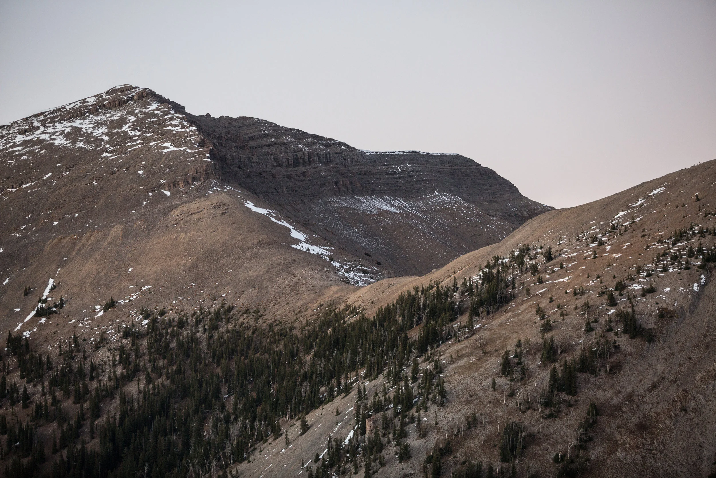 Teton_Moose_77.jpg