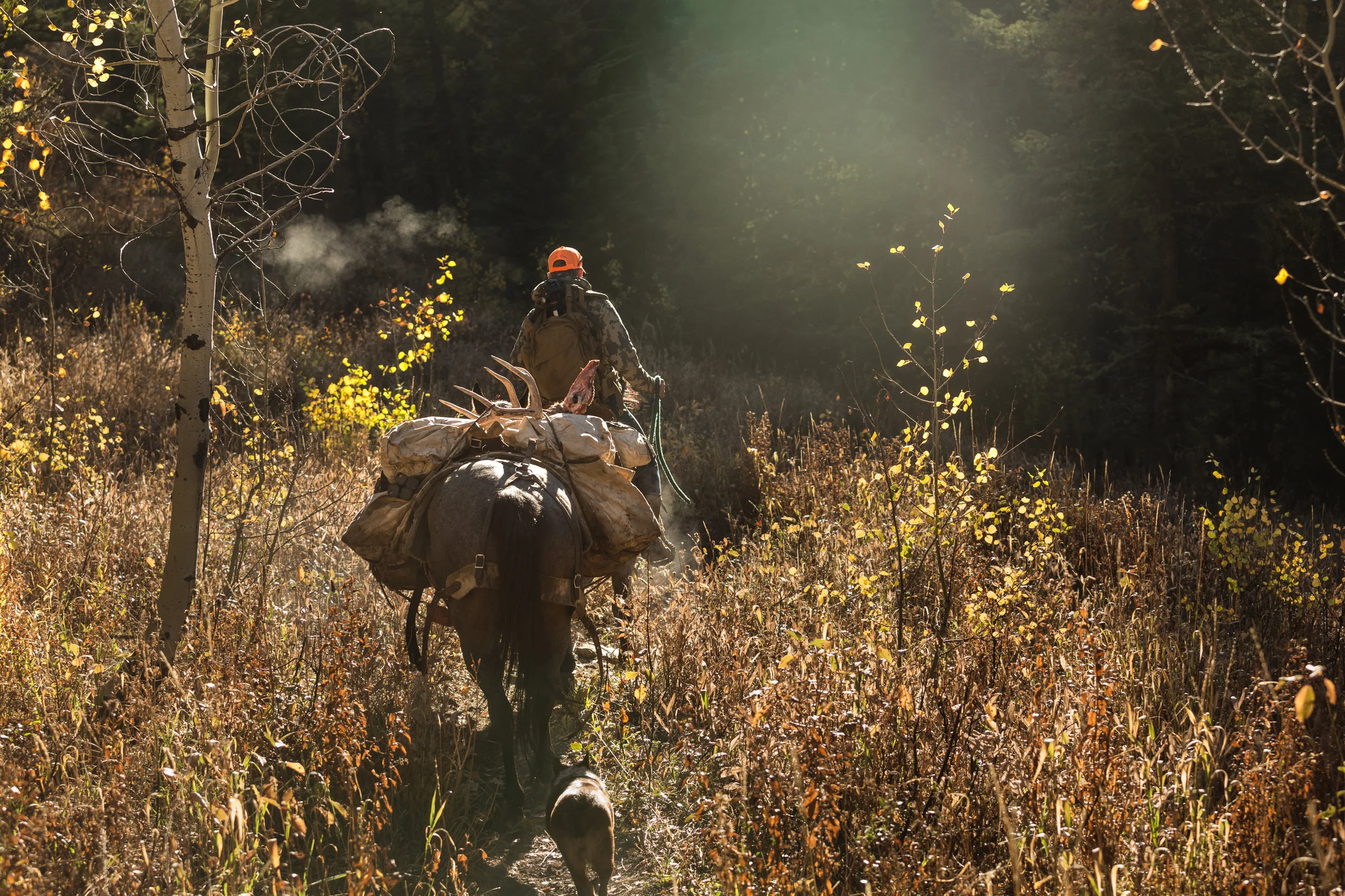 Teton_Moose_89.jpg