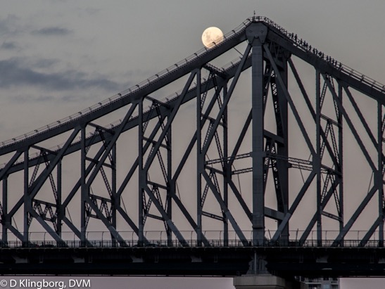 The Bridge Climb in Brisbane-- see all the people at the top?!