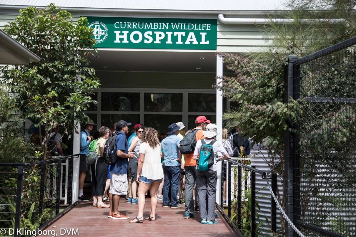 A private tour for the VETS group at the Currumbin Hospital