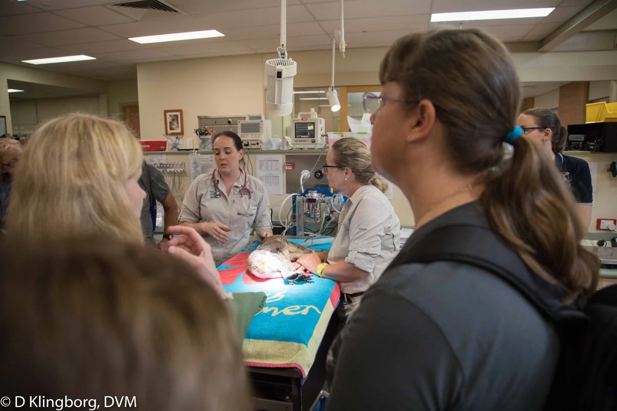 A Koala in the hospital-- our group during the behind-the-scenes tour