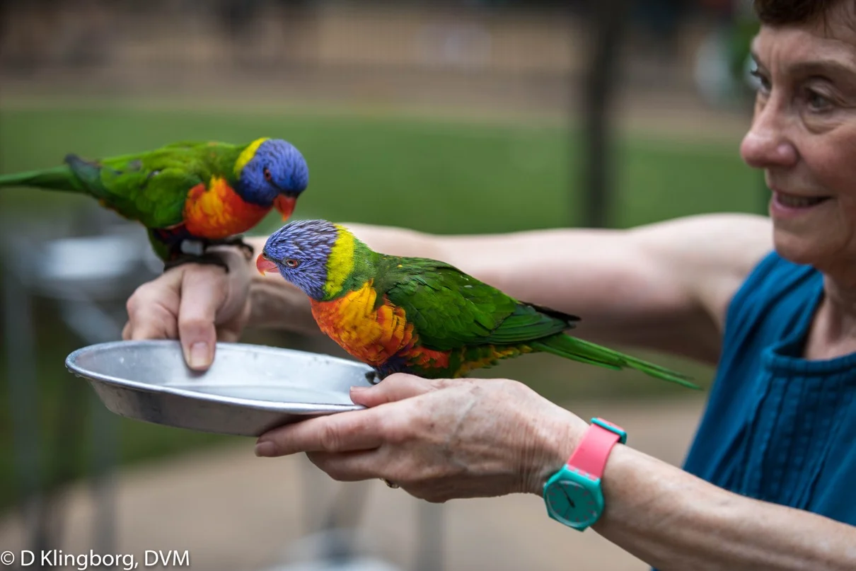Feeding the Lorikeets