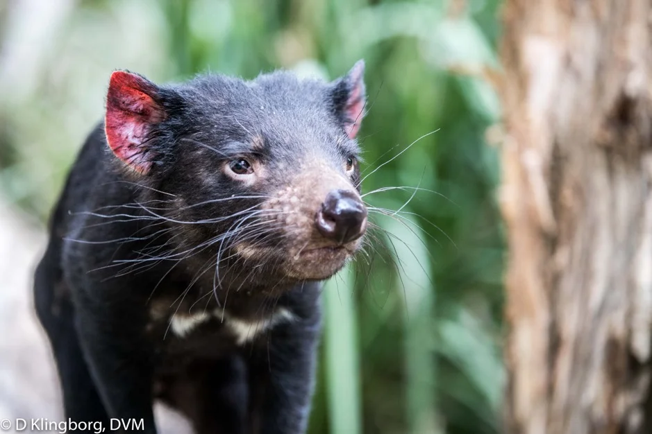 A Tasmanian Devil!