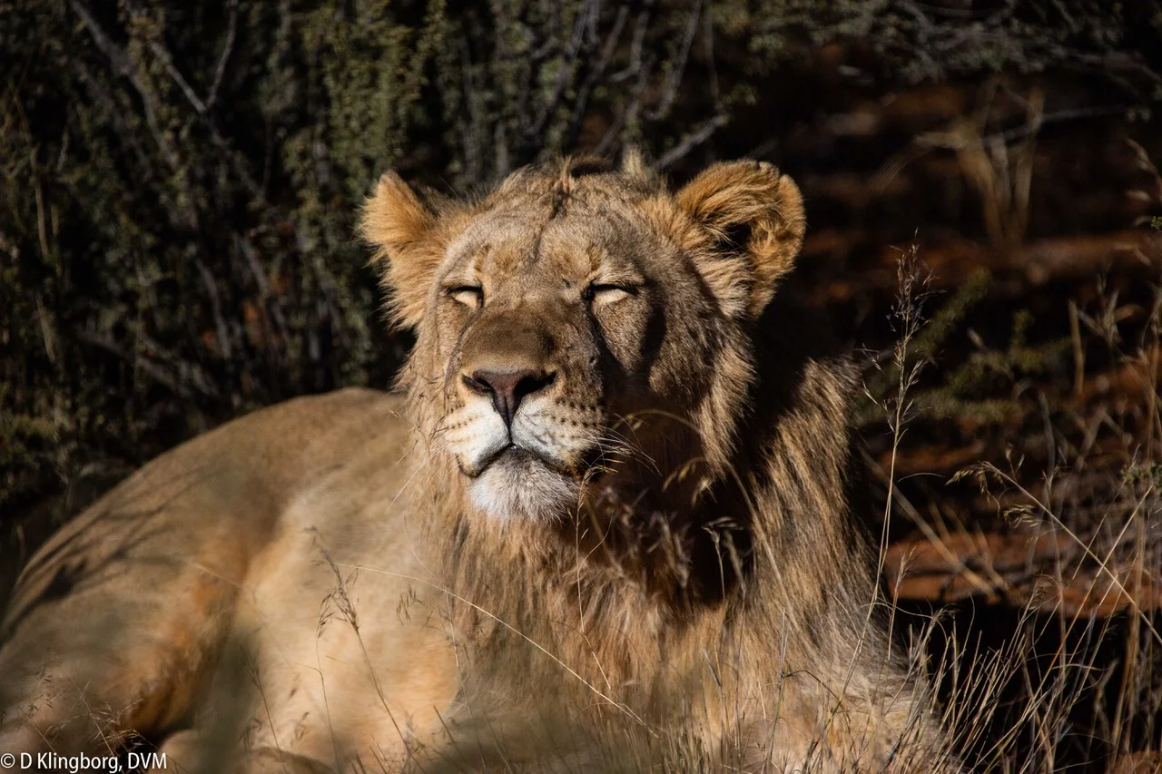 Young Lion sunning.jpeg