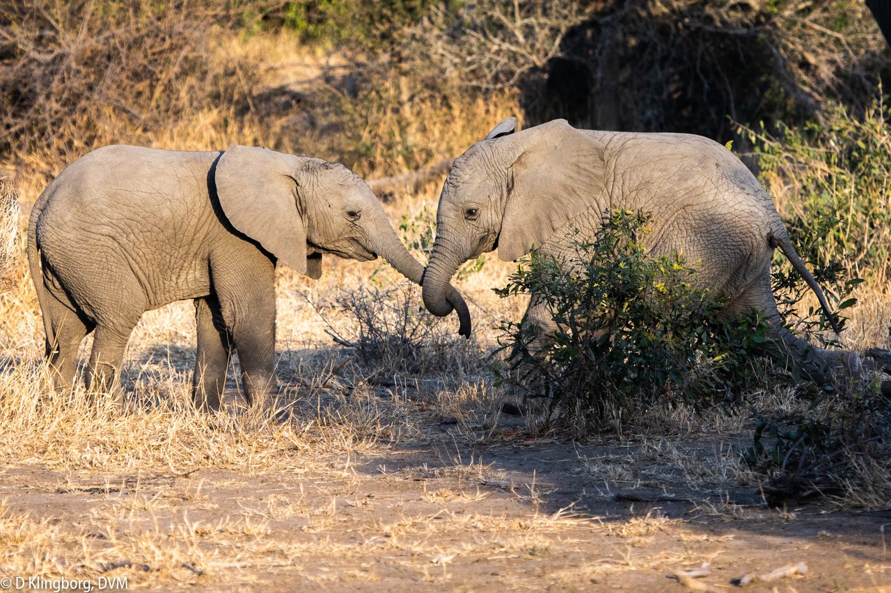 Young elephants playing.jpeg