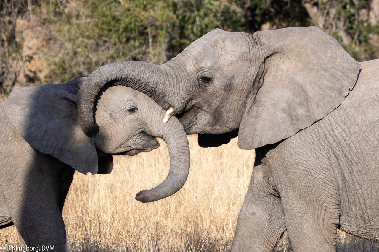 Young elephants hugging.jpeg