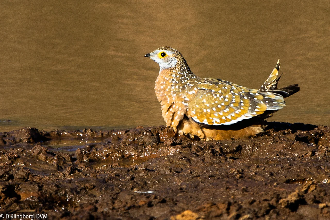 Grouse.jpeg