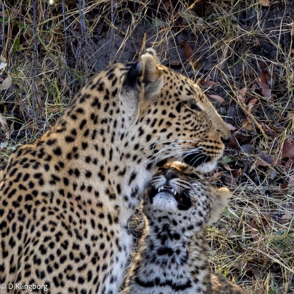 23 Africa -Leopard Mom with cub 2.jpeg