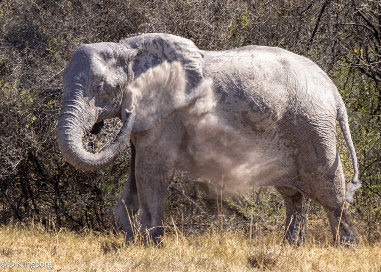23 Africa -Elephant dusting .jpeg