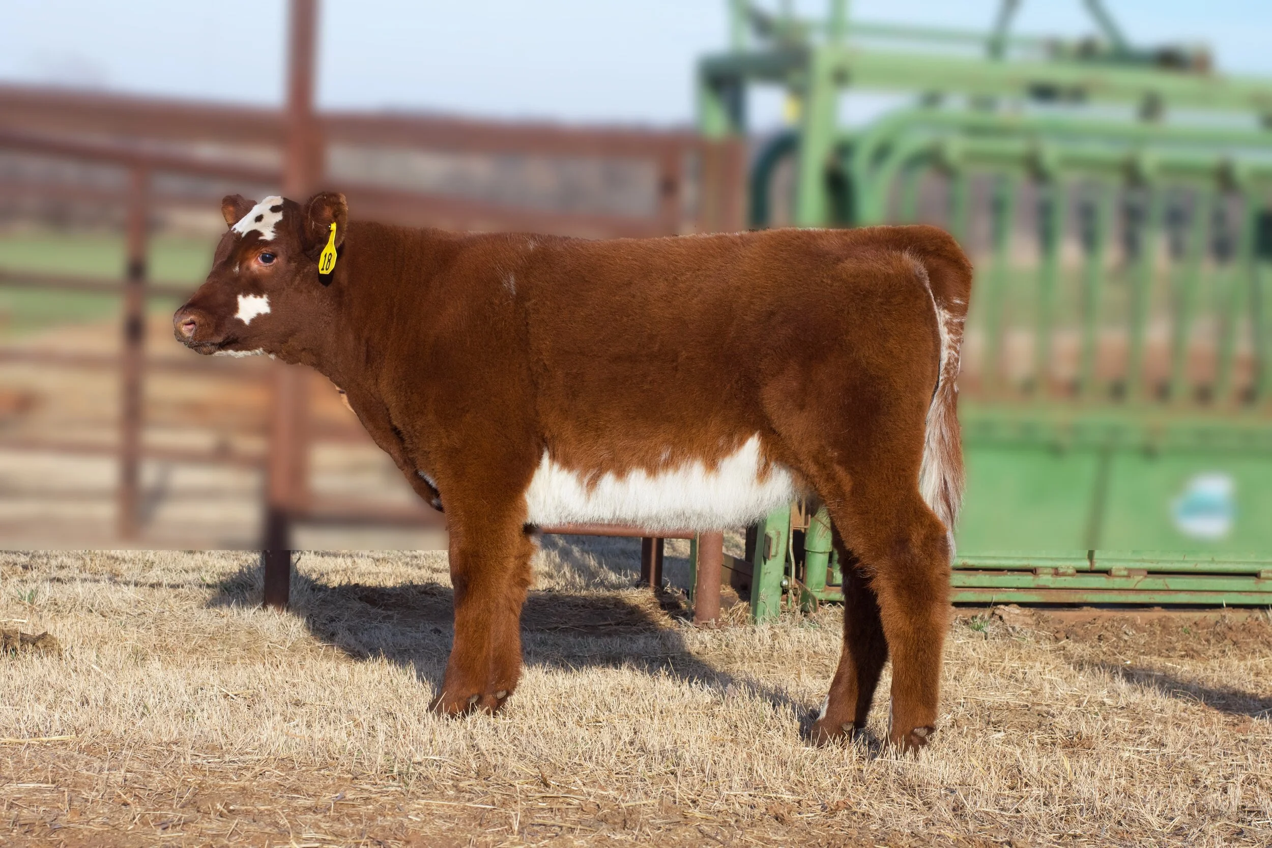 OYE Heifer Futurity Sale