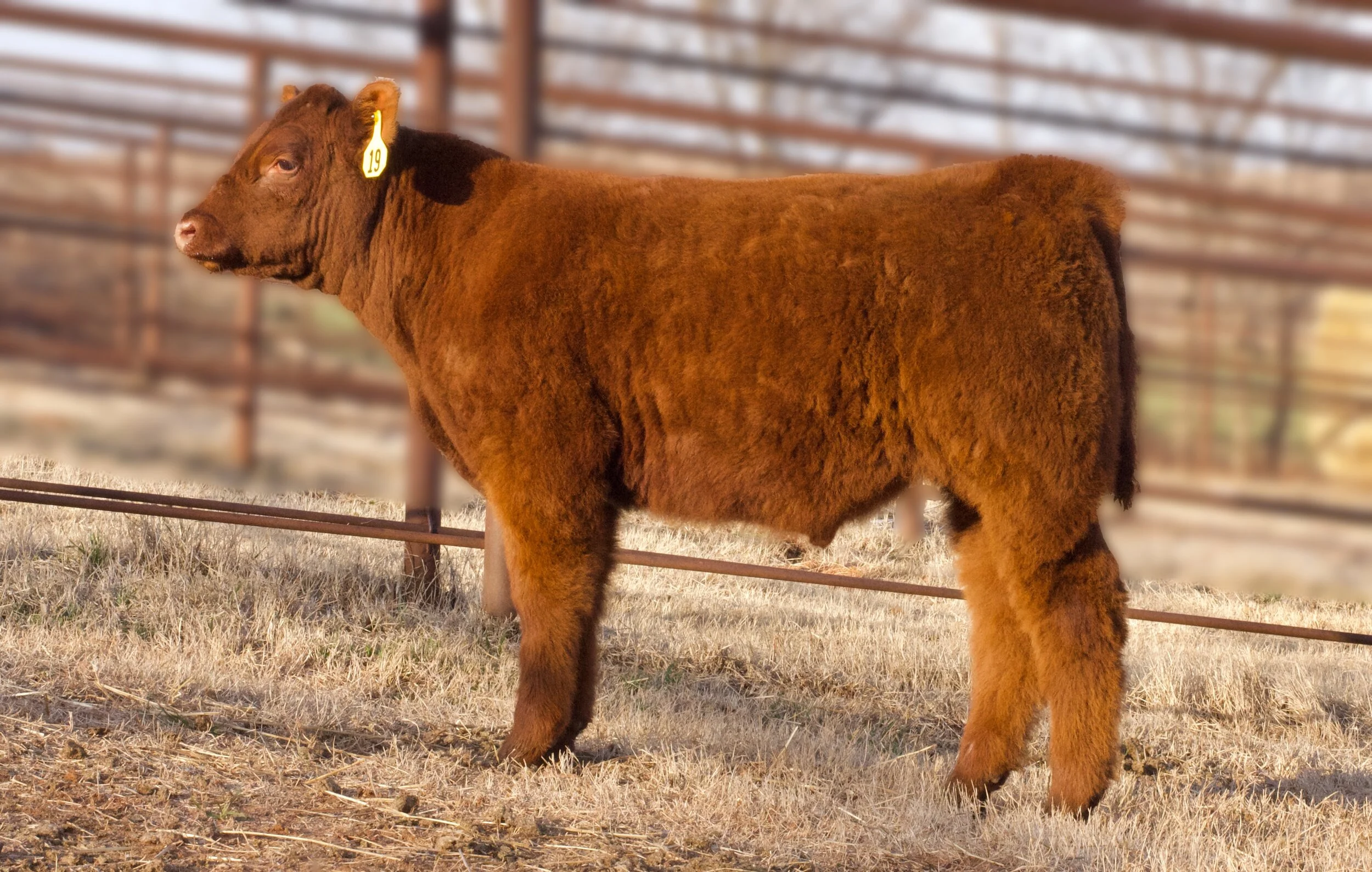 OYE Steer Futurity Sale