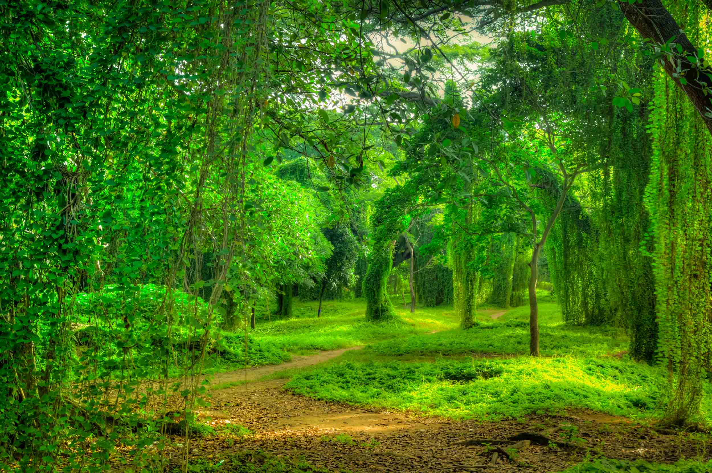 Дай звук природы. Зеленая природа. Красивый лес. Зеленый лес. Красивые леса.