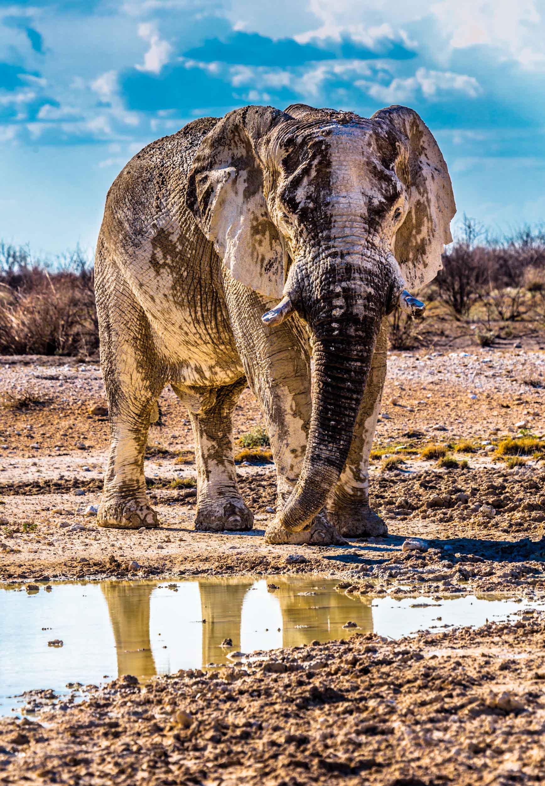 Muddy Elephant