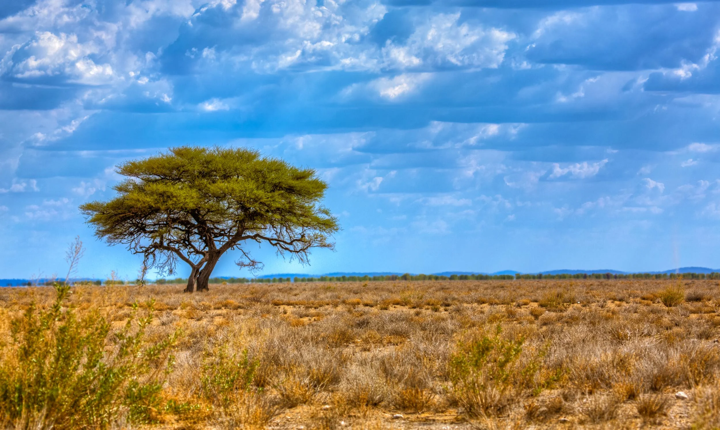 Tree In The Bush
