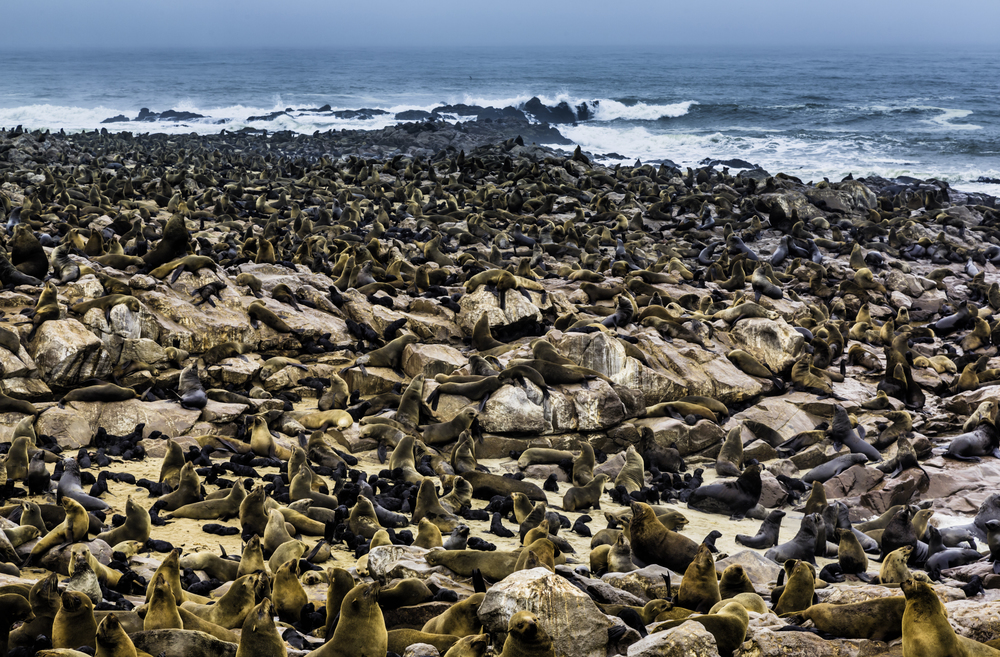 Cape Cross Seal Reserve — Aisle Seat Please