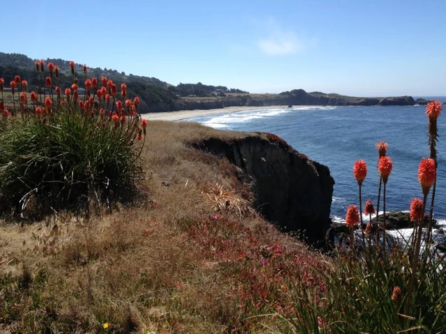 From the Sea Ranch bluff trail