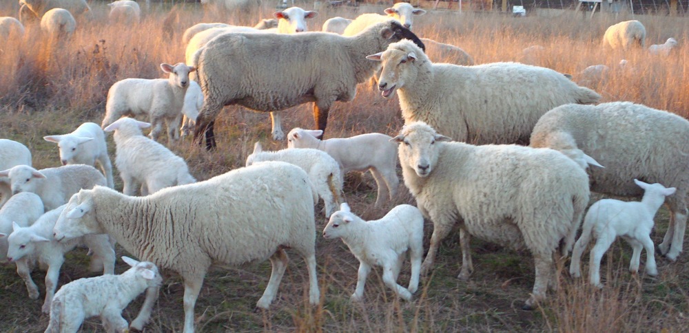 ..... or find our migrating Sea Ranch "fire protection" do their thing ...