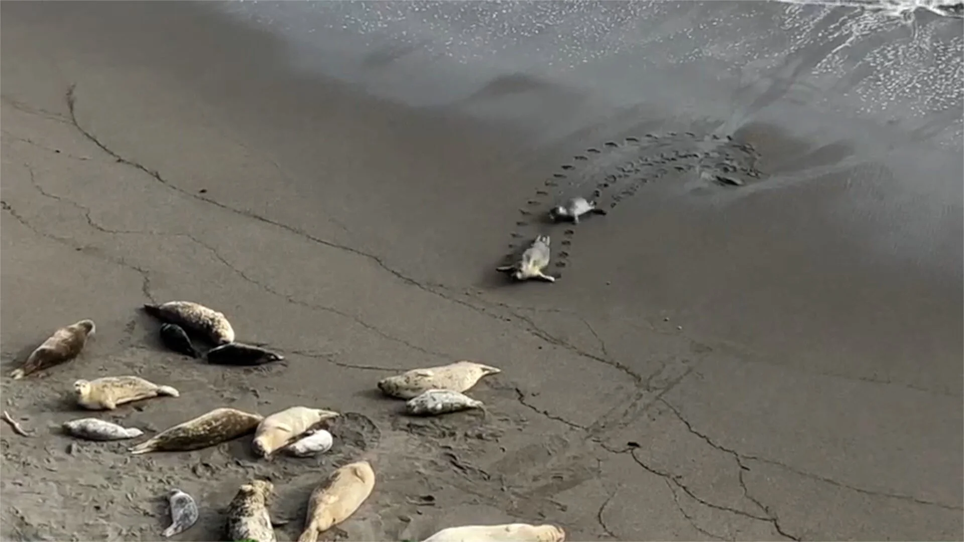 Watch this one-minute video taken on a beach 500 yards from Casa Pacis (Courtesy of Oana Marcu, September 2019)