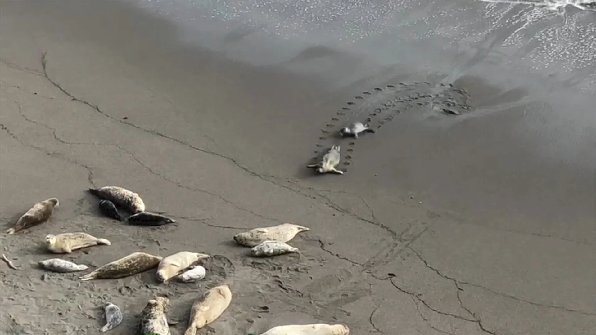 Watch a one-minute video of Seals on “Shell Beach” near Casa Pacis and 2 miles from Bella Vista (courtesy of Oana Marcu, September 2019)
